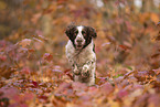 English Springer Spaniel