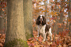 English Springer Spaniel