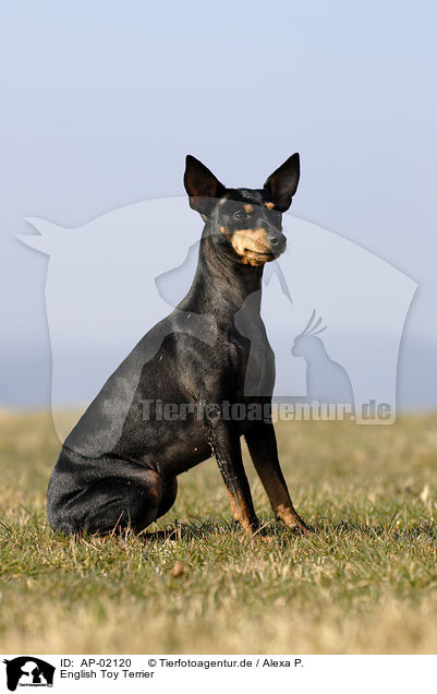 English Toy Terrier / English Toy Terrier / AP-02120