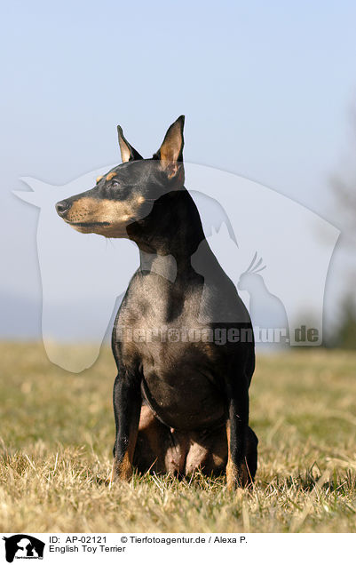 English Toy Terrier / AP-02121