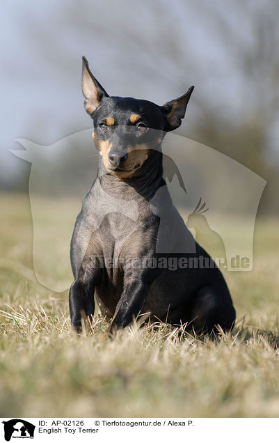 English Toy Terrier / English Toy Terrier / AP-02126
