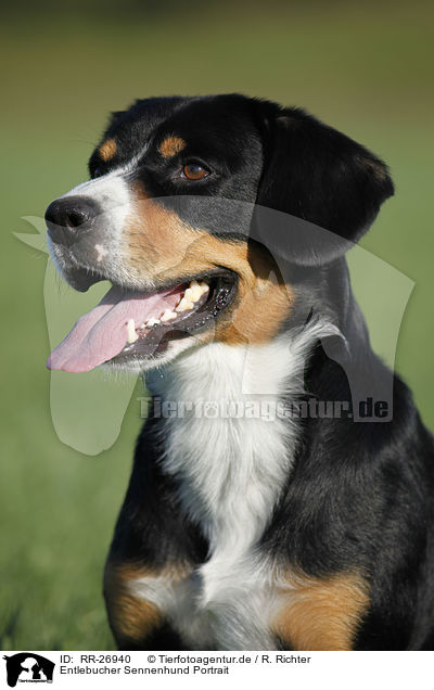 Entlebucher Sennenhund Portrait / RR-26940