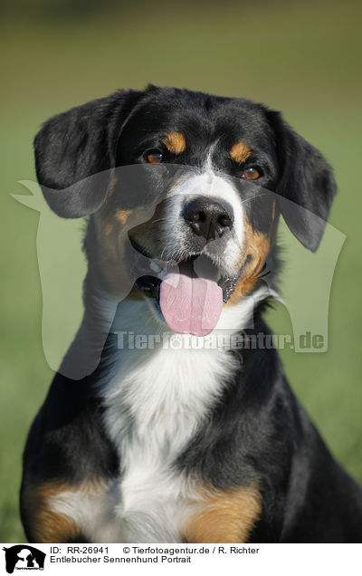 Entlebucher Sennenhund Portrait / RR-26941