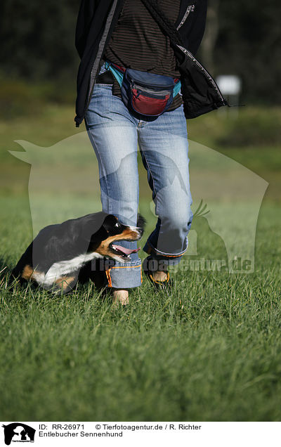 Entlebucher Sennenhund / RR-26971