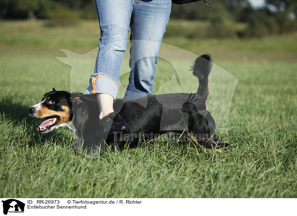 Entlebucher Sennenhund / Entlebucher Mountain Dog / RR-26973