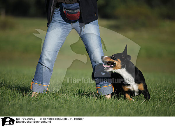 Entlebucher Sennenhund / RR-26982