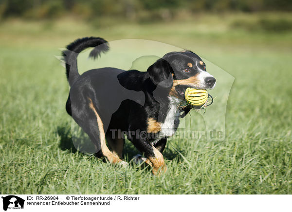 rennender Entlebucher Sennenhund / RR-26984