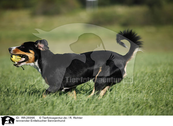 rennender Entlebucher Sennenhund / RR-26996