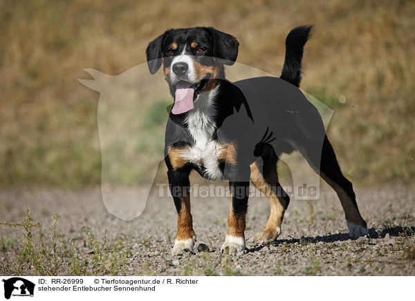 stehender Entlebucher Sennenhund / RR-26999