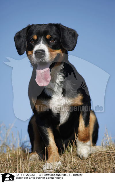 sitzender Entlebucher Sennenhund / sitting Entlebucher Mountain Dog / RR-27023