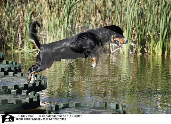springender Entlebucher Sennenhund / jumping Entlebucher Mountain Dog / RR-27030