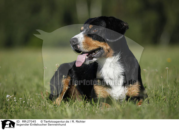 liegender Entlebucher Sennenhund / lying Entlebucher Mountain Dog / RR-27045
