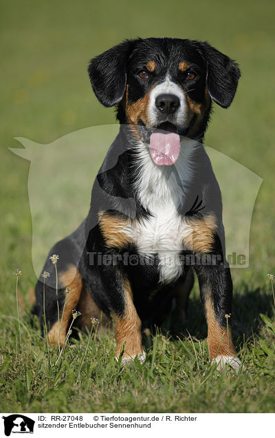 sitzender Entlebucher Sennenhund / sitting Entlebucher Mountain Dog / RR-27048