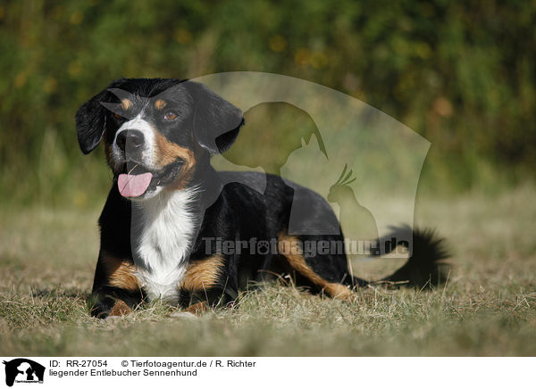 liegender Entlebucher Sennenhund / RR-27054