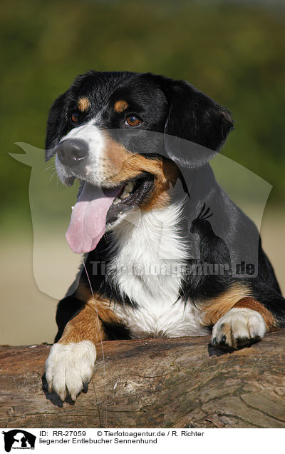 Rr 27059 Liegender Entlebucher Sennenhund Bilder Stockbilder Kaufen Professionell Tierfotoagentur Bildagentur Mit Spezialisierung Auf Tierbilder Und Tierfotos