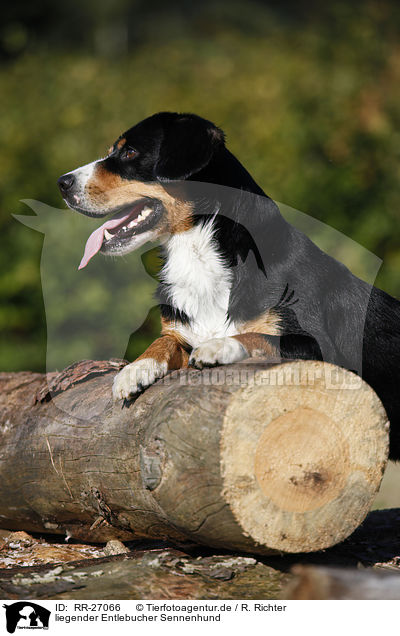 liegender Entlebucher Sennenhund / lying Entlebucher Mountain Dog / RR-27066