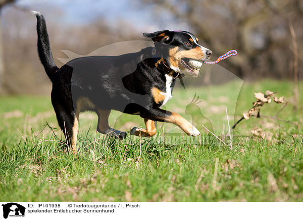 spielender Entlebucher Sennenhund / playing Entlebucher Mountain Dog / IPI-01938