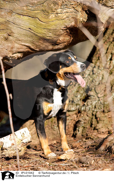 Entlebucher Sennenhund / Entlebucher Mountain Dog / IPI-01942