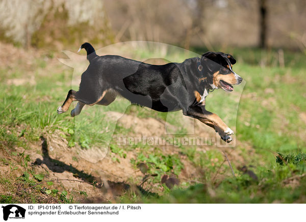 springender Entlebucher Sennenhund / jumping Entlebucher Mountain Dog / IPI-01945