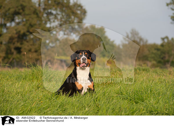 sitzender Entlebucher Sennenhund / sitting Entlebucher Mountain Dog / AM-02922