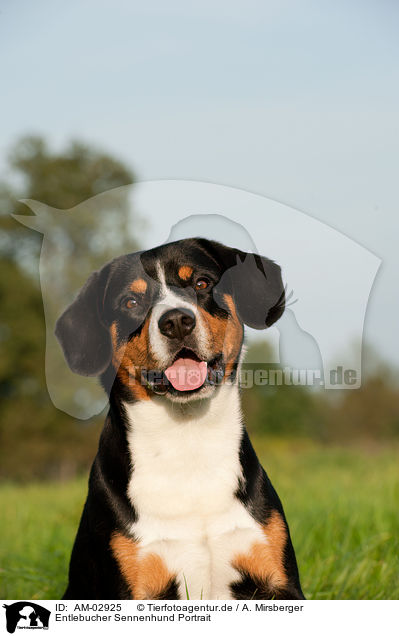 Entlebucher Sennenhund Portrait / Entlebucher Mountain Dog Portrait / AM-02925