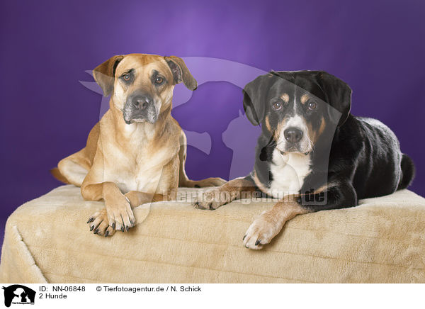 2 Hunde / 2 dogs / NN-06848