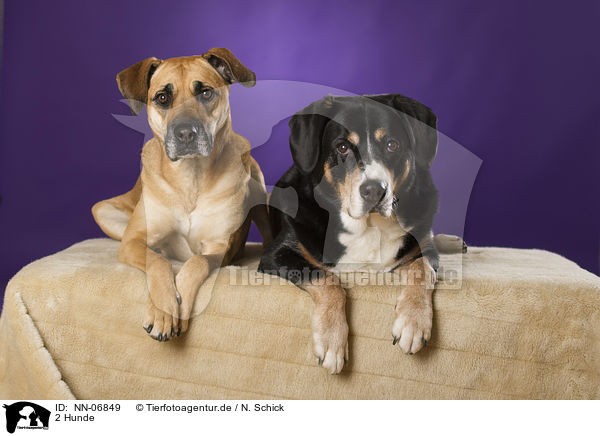 2 Hunde / 2 dogs / NN-06849