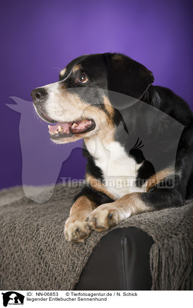 liegender Entlebucher Sennenhund / lying Entlebucher Mountain Dog / NN-06853