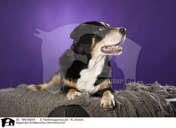 liegender Entlebucher Sennenhund / lying Entlebucher Mountain Dog / NN-06854