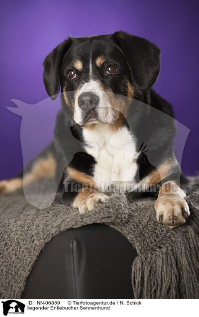 liegender Entlebucher Sennenhund / lying Entlebucher Mountain Dog / NN-06859