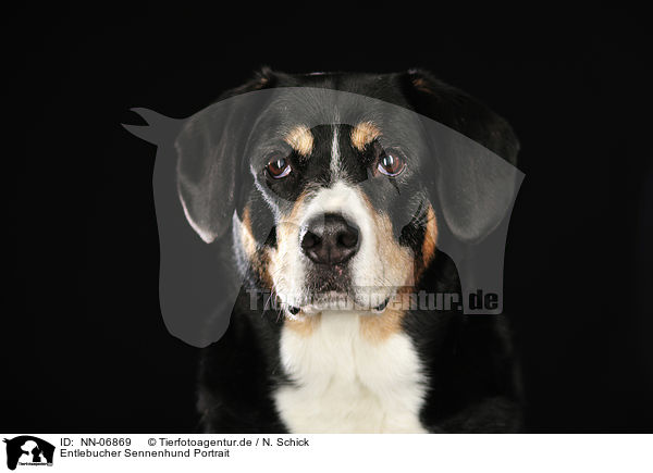 Entlebucher Sennenhund Portrait / Entlebucher Mountain Dog Portrait / NN-06869