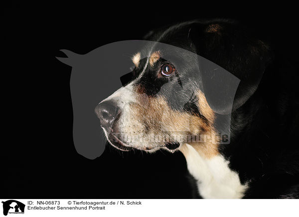 Entlebucher Sennenhund Portrait / NN-06873