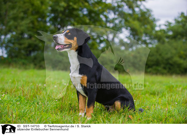 sitzender Entlebucher Sennenhund / sitting Entlebucher Mountain Dog / SST-14733