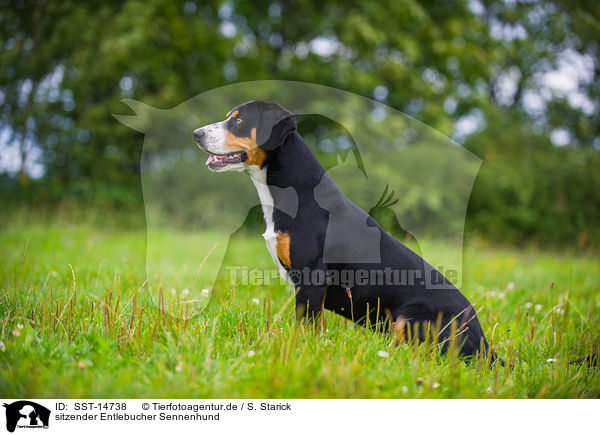 sitzender Entlebucher Sennenhund / sitting Entlebucher Mountain Dog / SST-14738