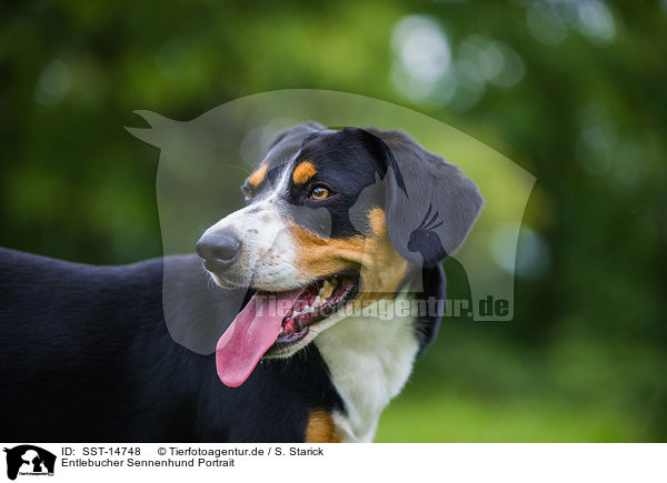 Entlebucher Sennenhund Portrait / Entlebucher Mountain Dog Portrait / SST-14748