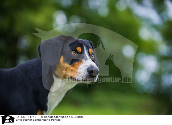 Entlebucher Sennenhund Portrait / SST-14749