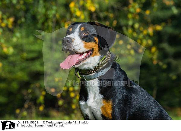 Entlebucher Sennenhund Portrait / SST-15351