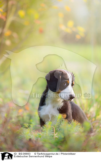 Entlebucher Sennenhund Welpe / BS-06663
