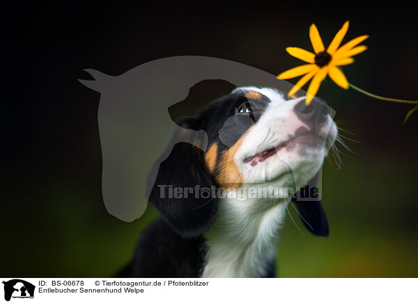 Entlebucher Sennenhund Welpe / BS-06678