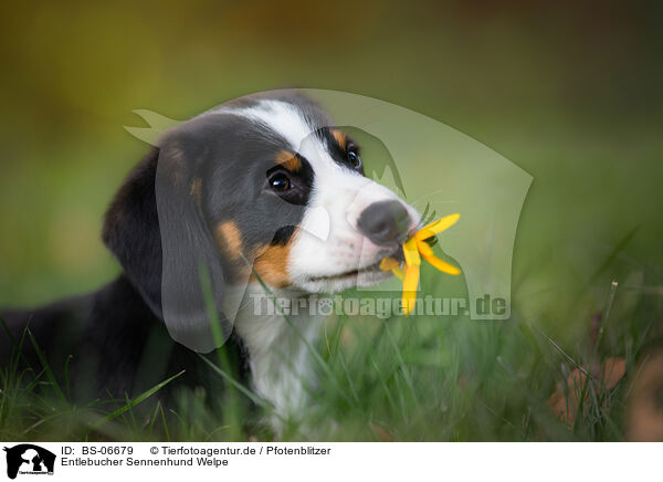 Entlebucher Sennenhund Welpe / BS-06679