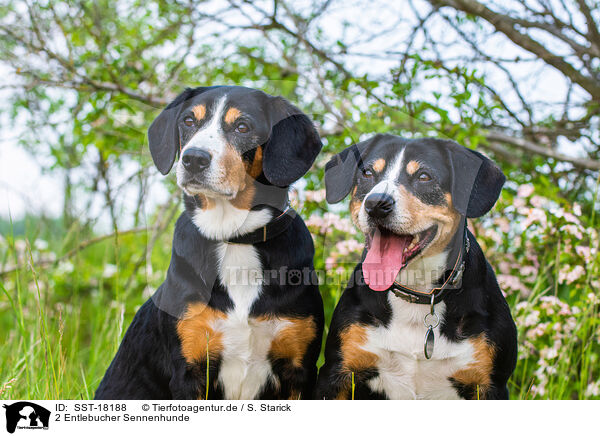 2 Entlebucher Sennenhunde / SST-18188