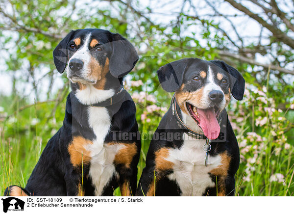 2 Entlebucher Sennenhunde / SST-18189