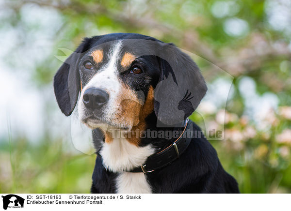 Entlebucher Sennenhund Portrait / SST-18193