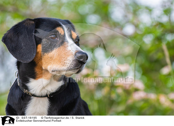 Entlebucher Sennenhund Portrait / SST-18195