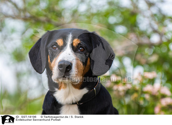 Entlebucher Sennenhund Portrait / SST-18196