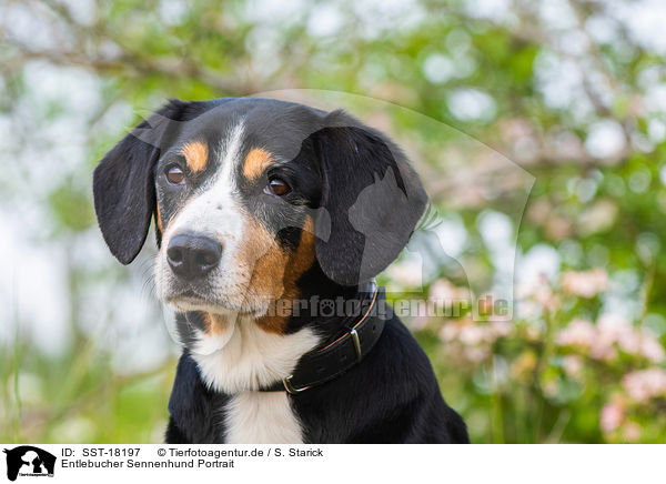 Entlebucher Sennenhund Portrait / SST-18197