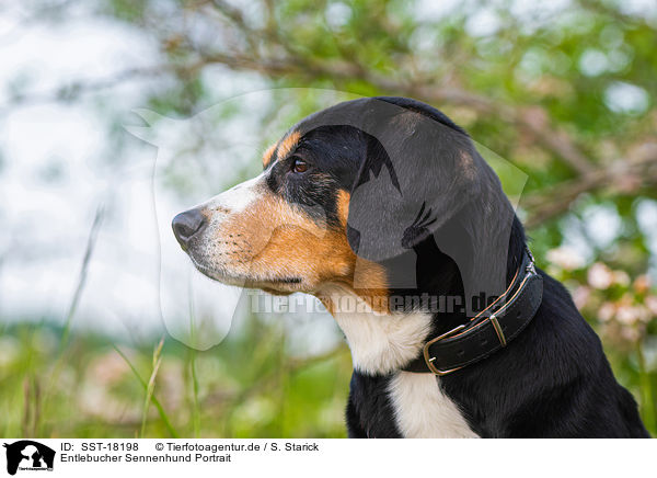 Entlebucher Sennenhund Portrait / SST-18198