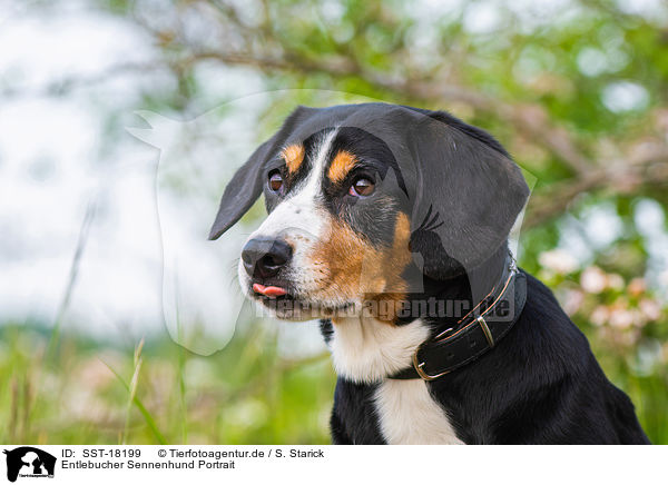 Entlebucher Sennenhund Portrait / SST-18199