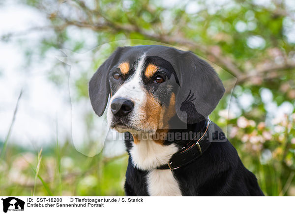 Entlebucher Sennenhund Portrait / SST-18200