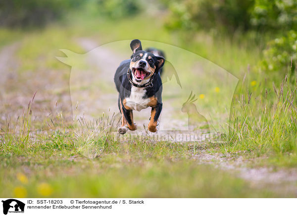 rennender Entlebucher Sennenhund / SST-18203